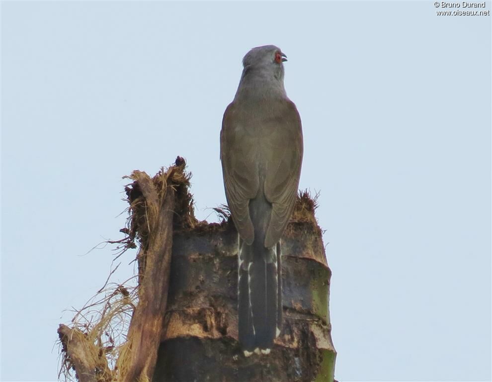 Plaintive Cuckoo male, song