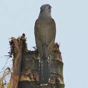 Plaintive Cuckoo