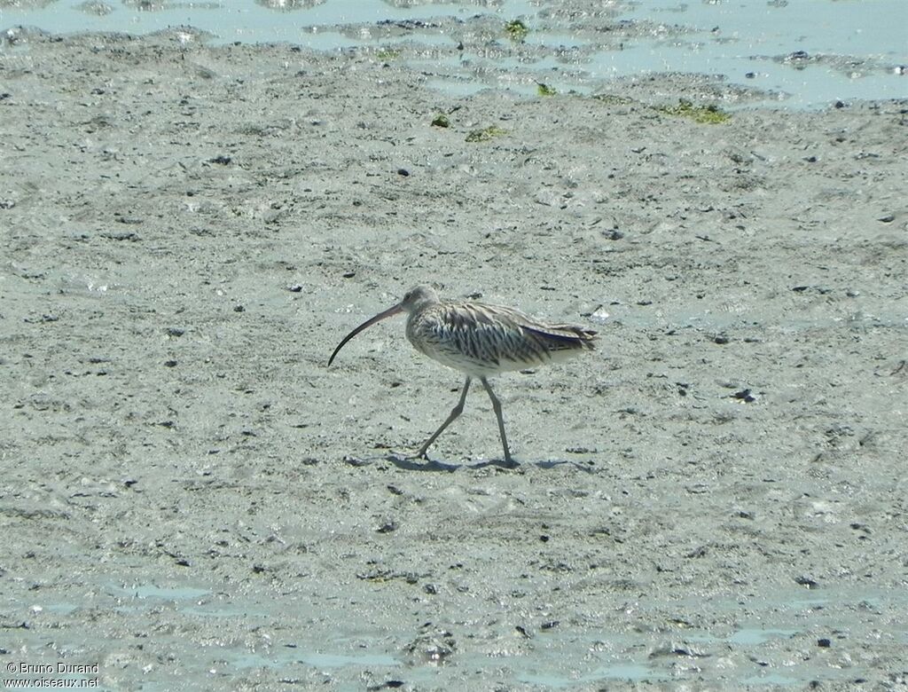 Eurasian Curlewadult, identification