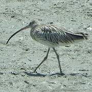 Eurasian Curlew