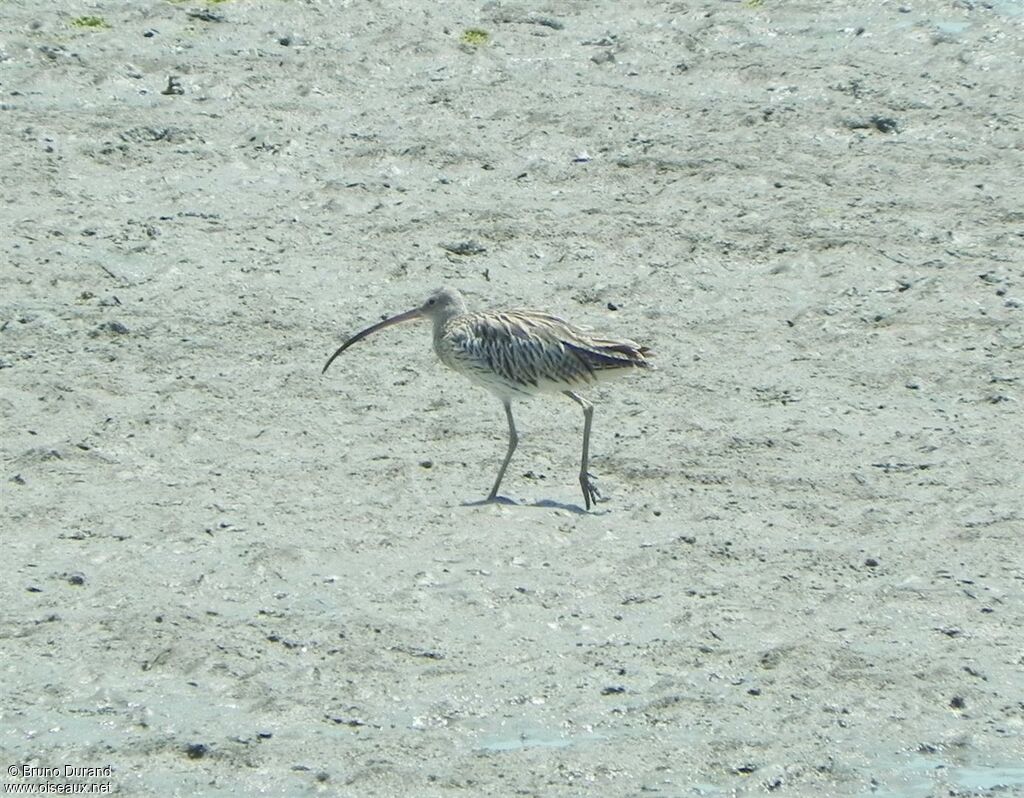 Courlis cendréadulte, identification