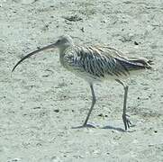 Eurasian Curlew