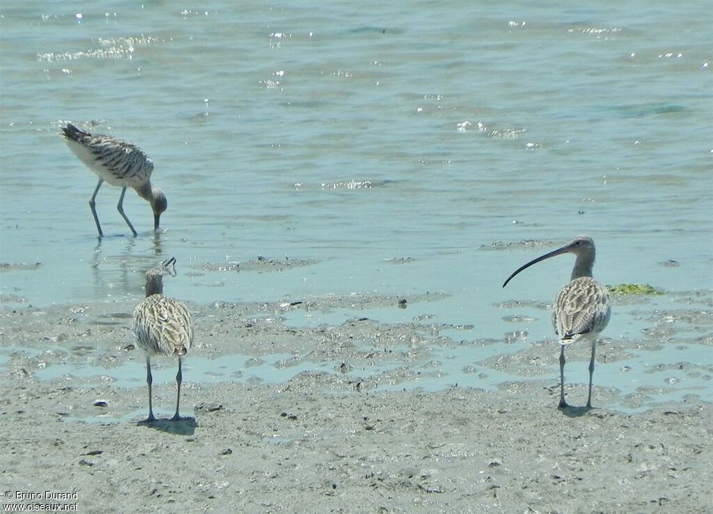 Eurasian Curlewadult, identification