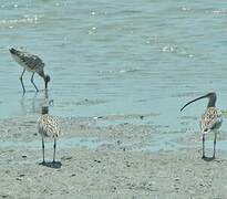 Eurasian Curlew