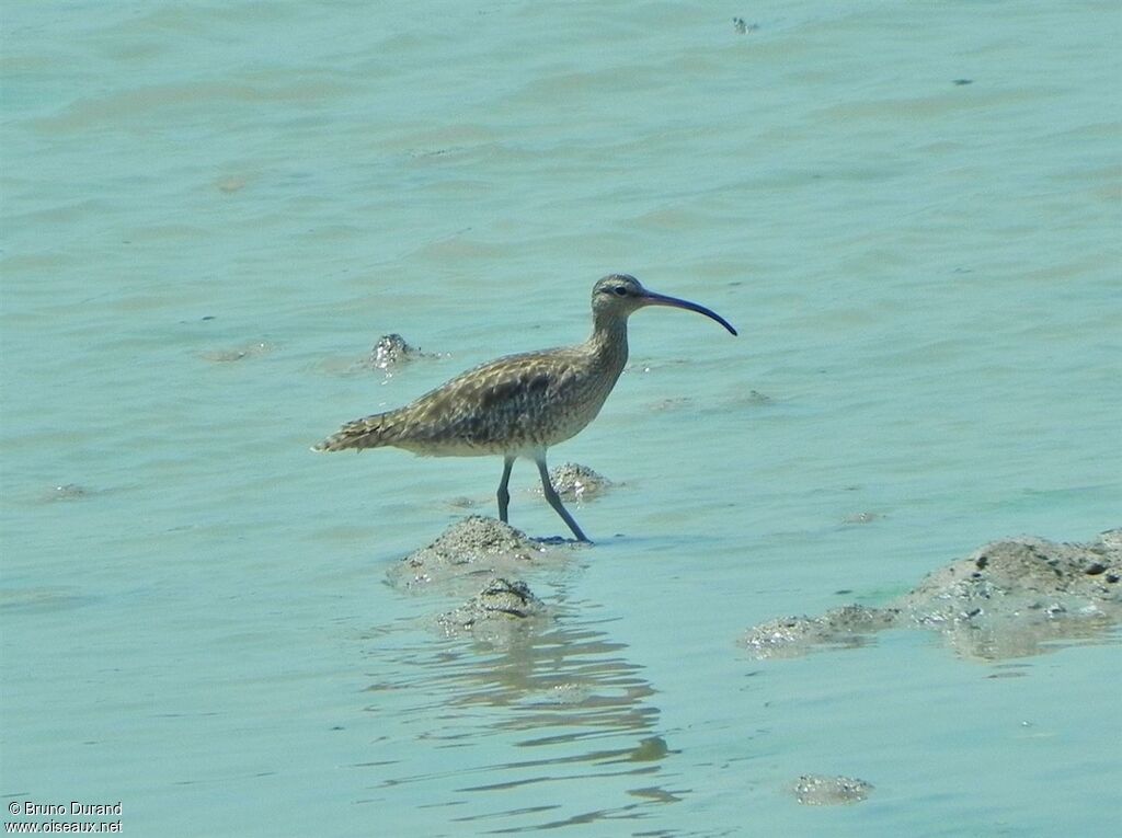 Eurasian Whimbreladult, identification