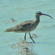 Eurasian Whimbrel