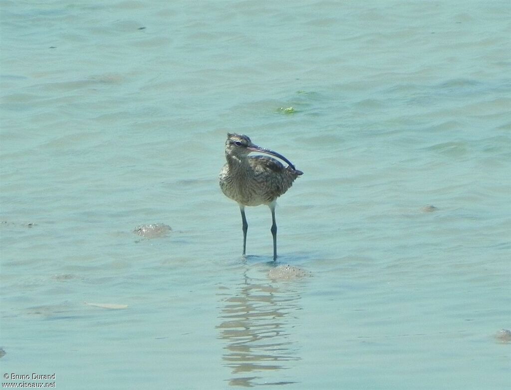 Whimbreladult, identification