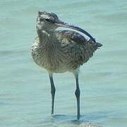 Whimbrel