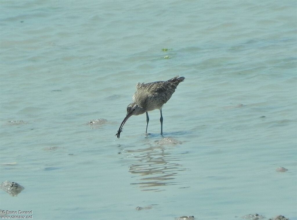 Eurasian Whimbreladult, feeding habits