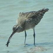 Eurasian Whimbrel