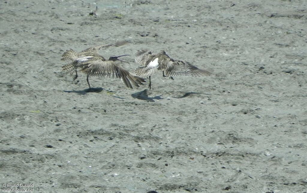 Eurasian Whimbreladult, Behaviour