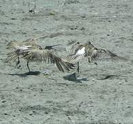 Eurasian Whimbrel