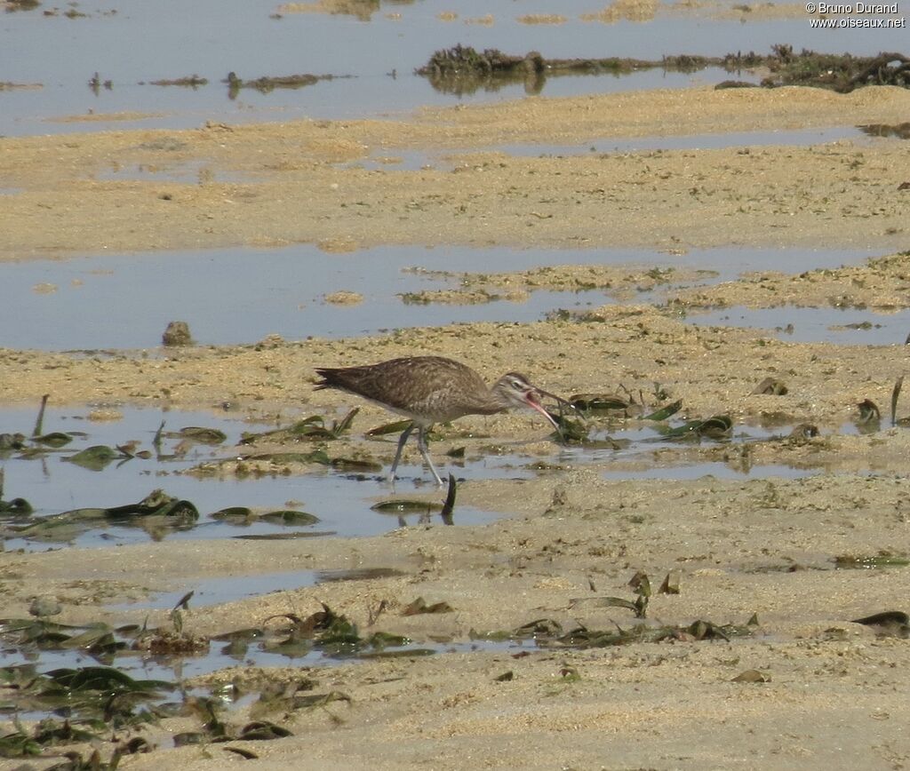 Courlis corlieu, identification, Comportement