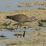 Eurasian Whimbrel