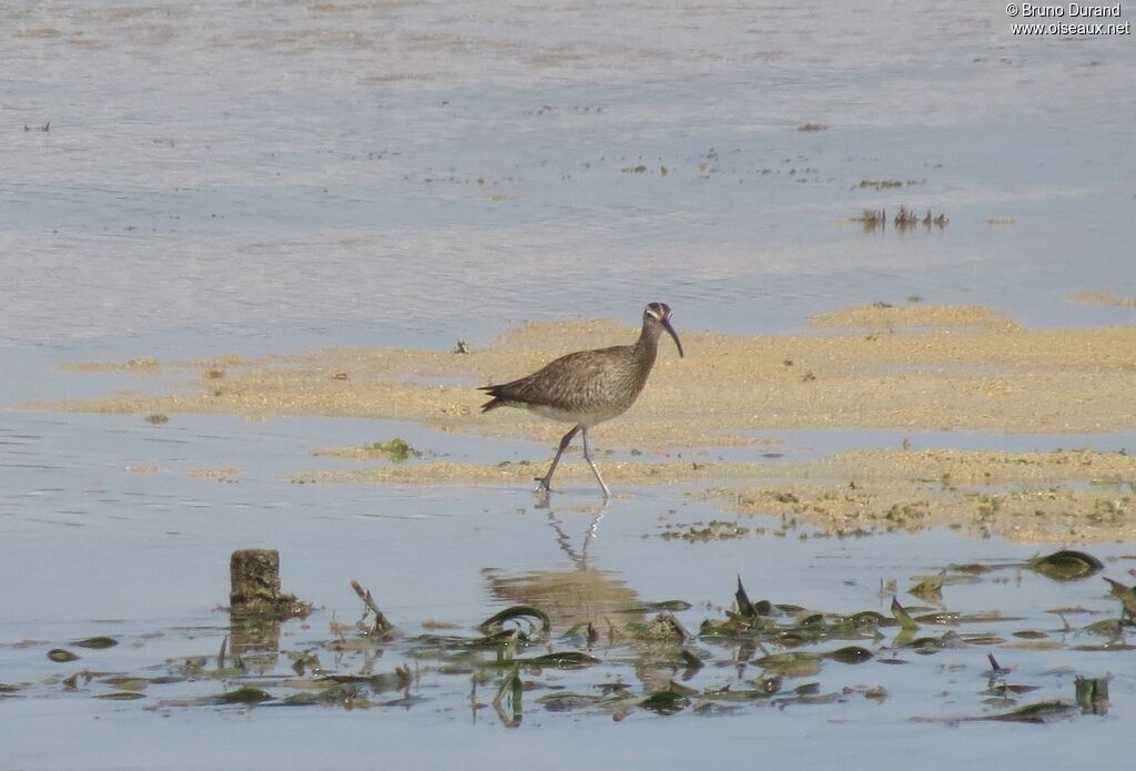 Whimbrel, identification, Behaviour