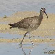 Whimbrel