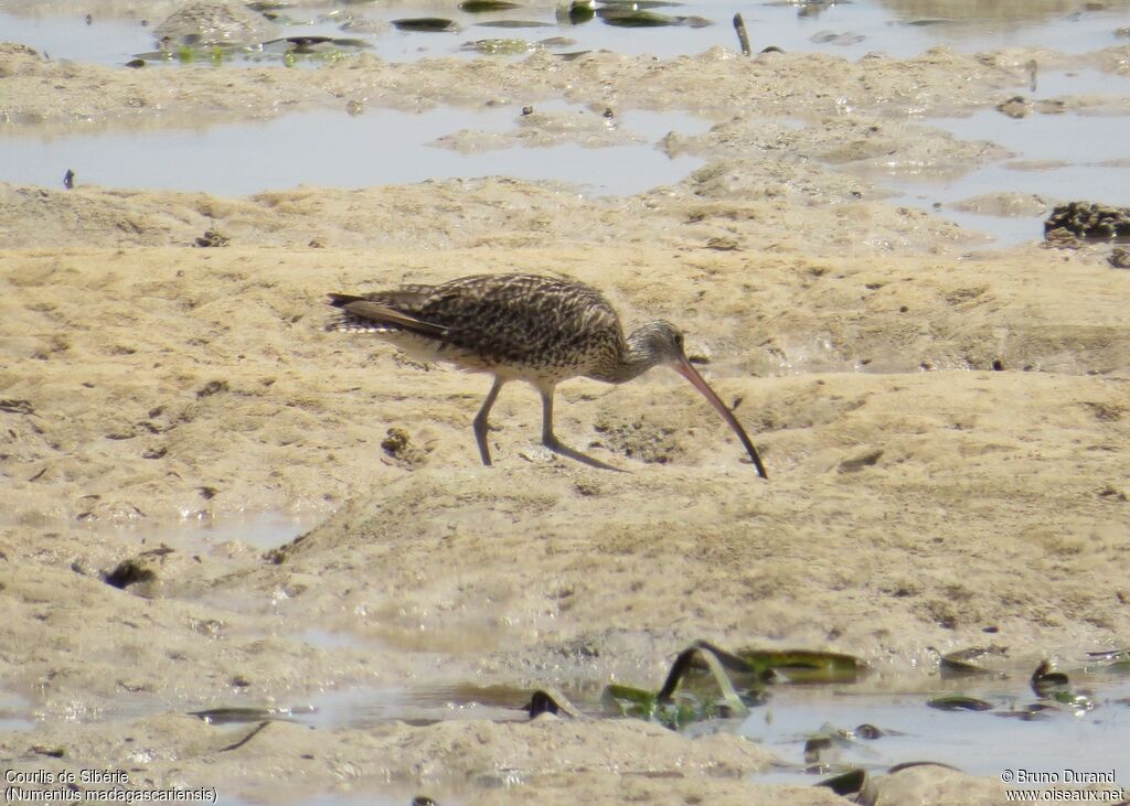 Far Eastern Curlew, identification, feeding habits, Behaviour