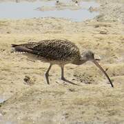 Far Eastern Curlew