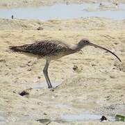 Far Eastern Curlew