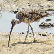 Far Eastern Curlew