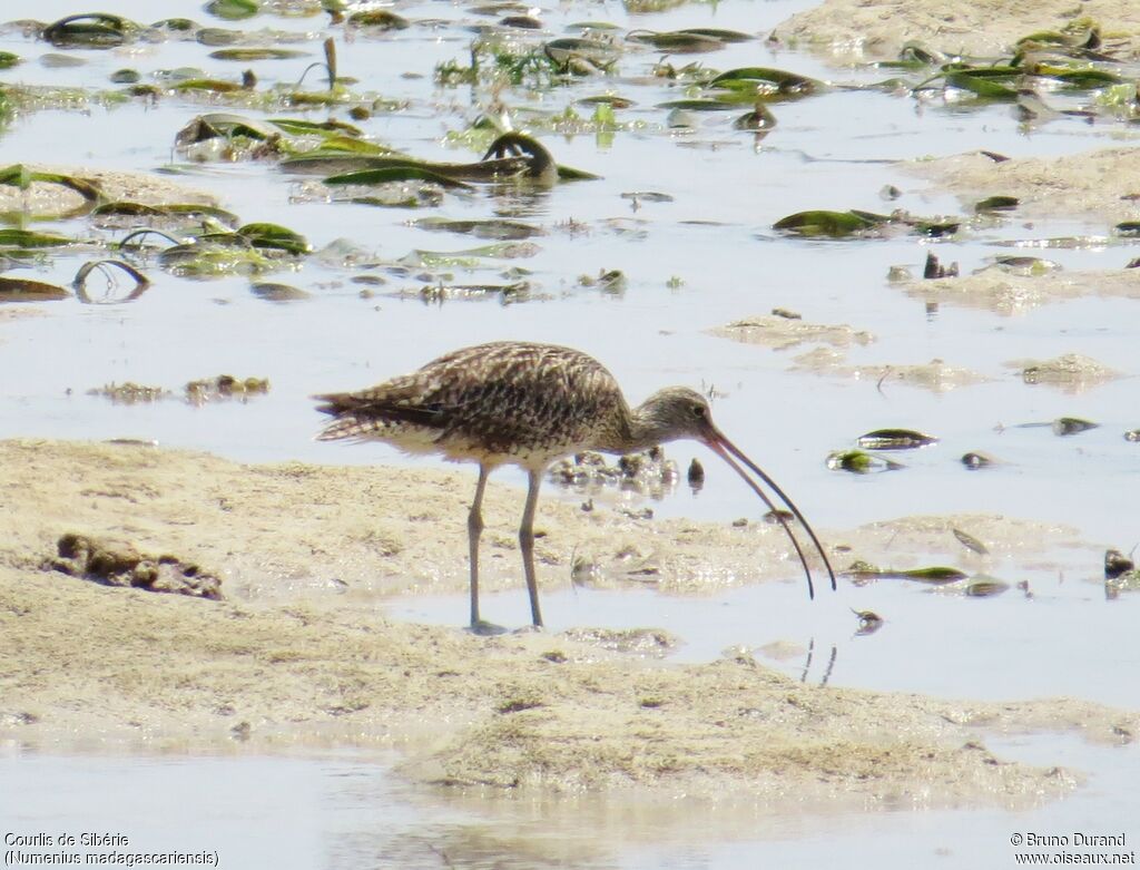 Far Eastern Curlew, identification, feeding habits, Behaviour