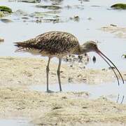 Far Eastern Curlew