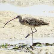 Far Eastern Curlew