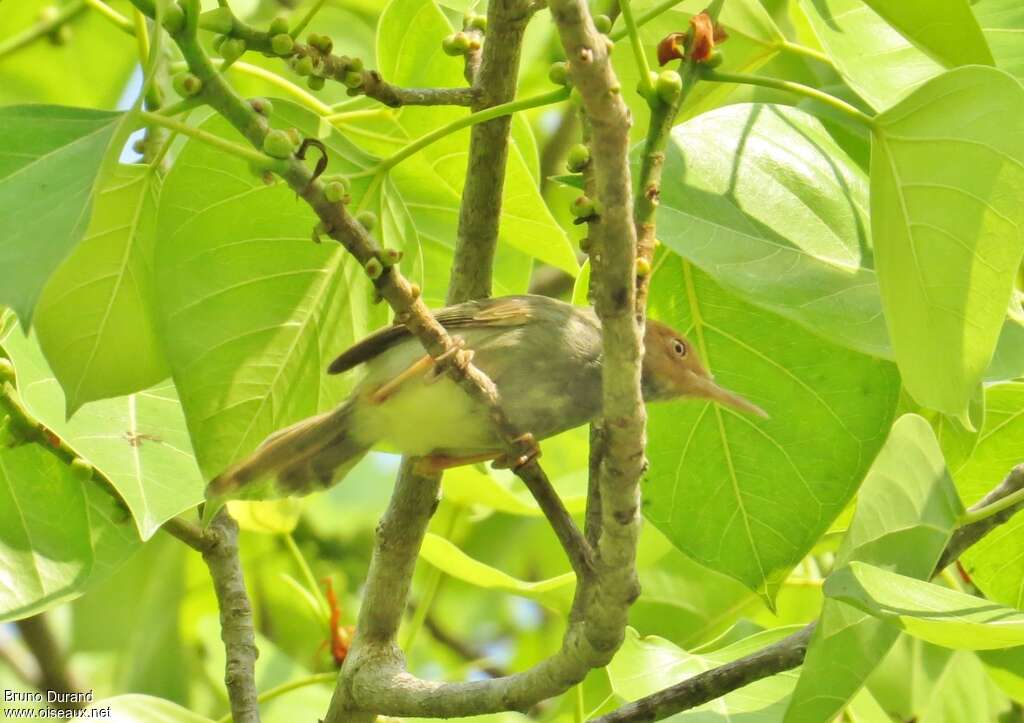 Olive-backed Tailorbirdadult, identification