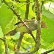 Olive-backed Tailorbird