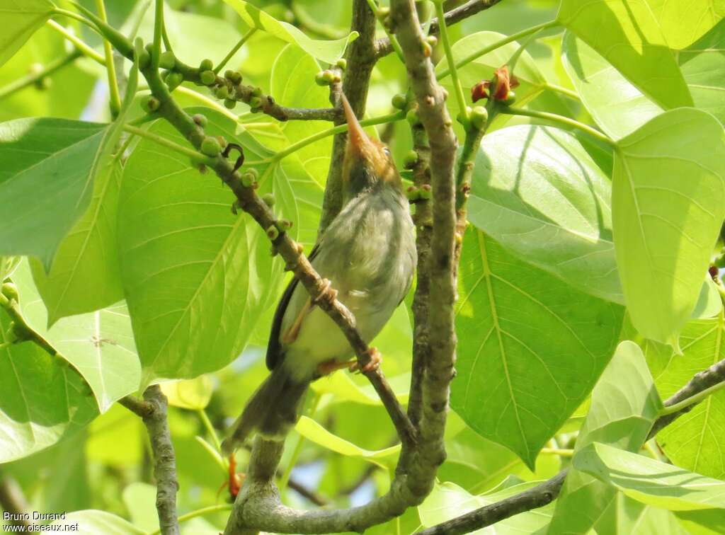 Olive-backed Tailorbirdadult, identification