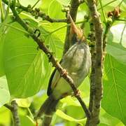 Olive-backed Tailorbird