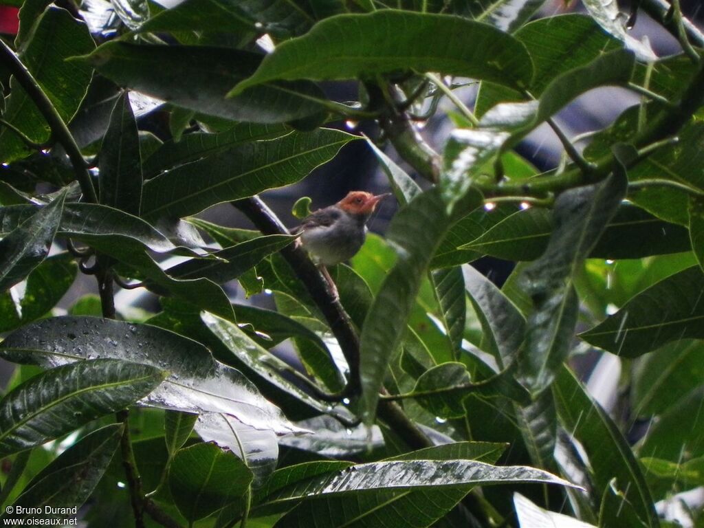 Ashy Tailorbird