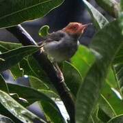 Ashy Tailorbird