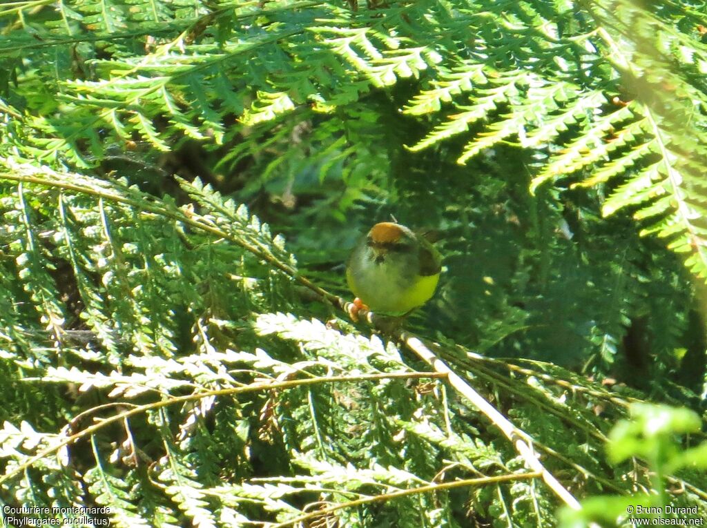 Mountain Tailorbird male adult, identification