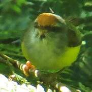 Mountain Tailorbird