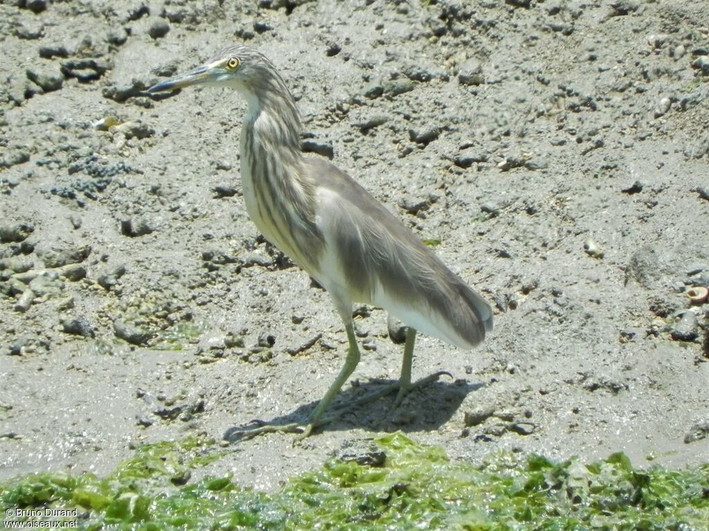 Crabier malaisadulte internuptial, identification