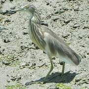 Javan Pond Heron