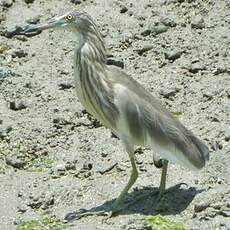 Crabier malais