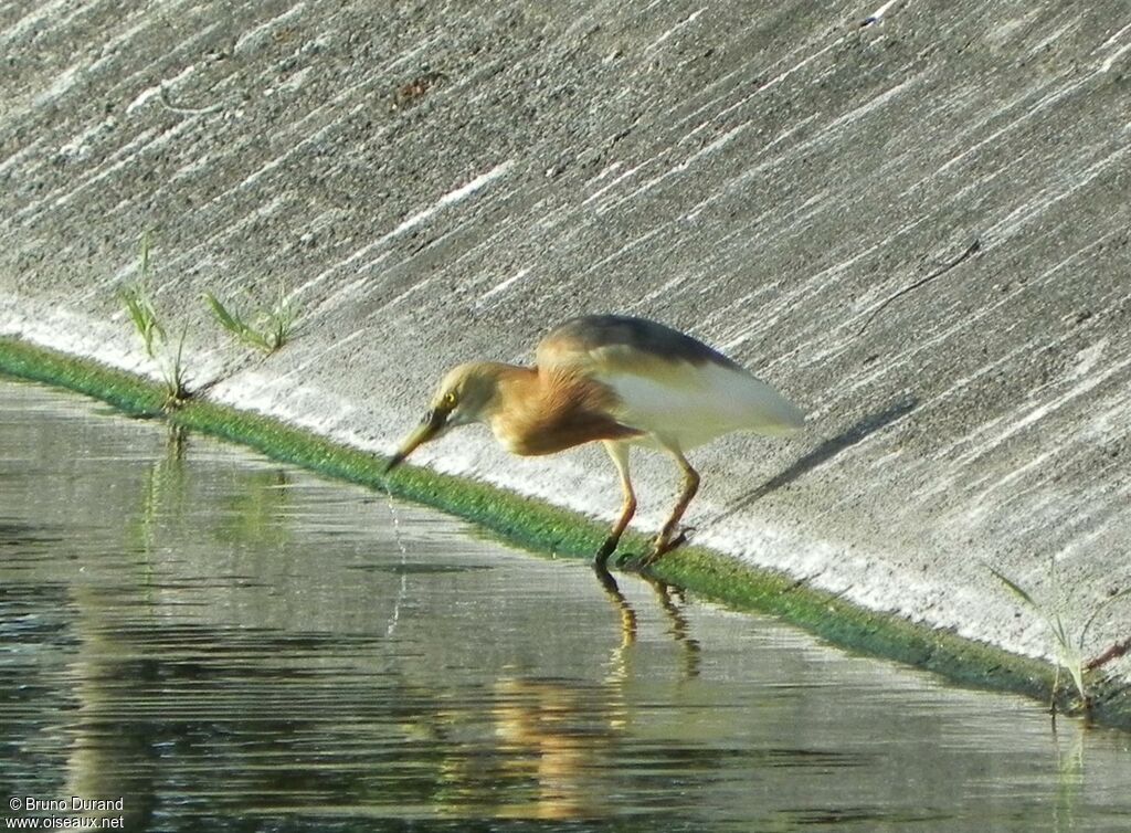 Javan Pond Heronadult breeding, Behaviour