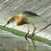 Javan Pond Heron