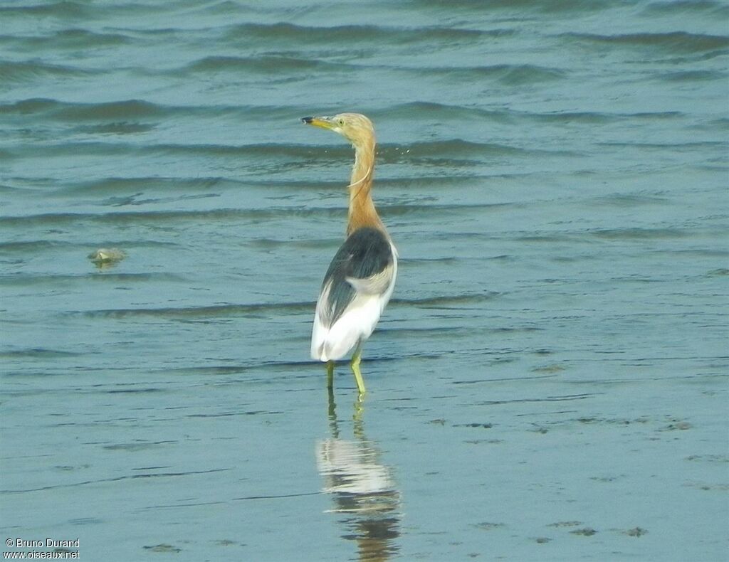 Javan Pond Heronadult breeding