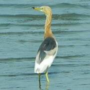 Javan Pond Heron