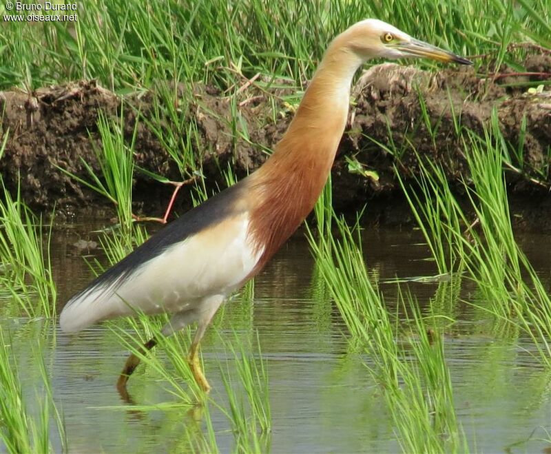 Javan Pond Heronadult breeding, identification, Behaviour