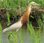 Javan Pond Heron