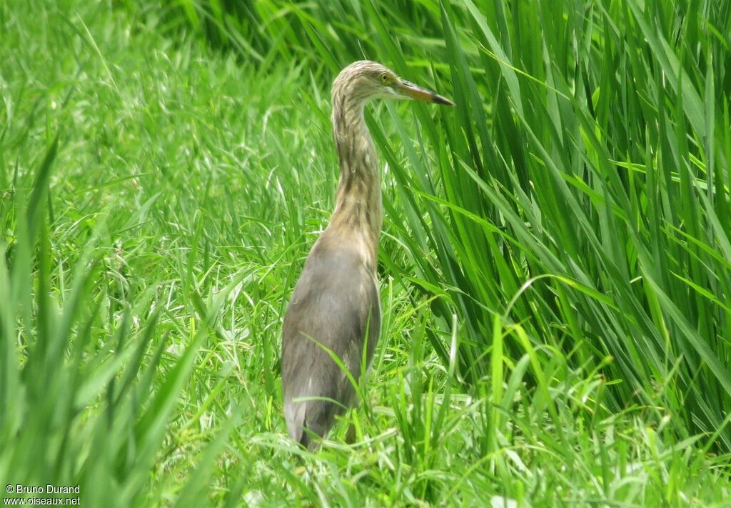 Crabier malais, identification, régime, Comportement