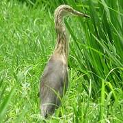 Javan Pond Heron