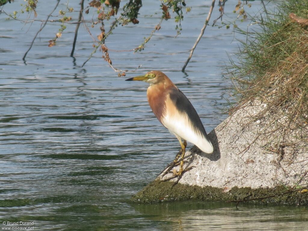 Javan Pond Heronadult breeding, identification, Behaviour