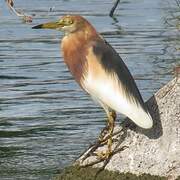 Javan Pond Heron