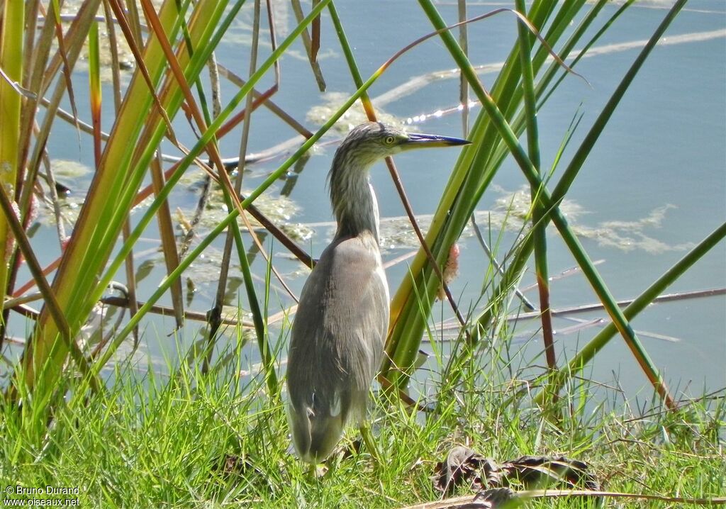 Crabier malais