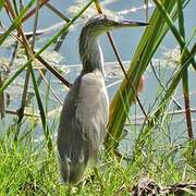 Javan Pond Heron